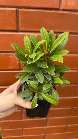 Рододендрон Марианна Фон Вайцзеккер