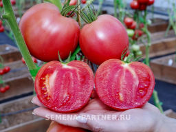 Томат Малиновая Идея - Партнер фото 6