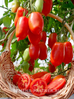 Томат Фестиваль - Партнер фото 2