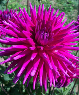 ГЕОРГИНА Пёрпл Джем Разбор I Кол-во упак., шт 1