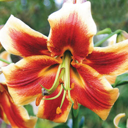 ЛИЛИЯ Ред Монинг Разбор 12/14 Кол-во упак., шт 5