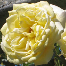 Роза плетистая Казино - 7цветов фото 2