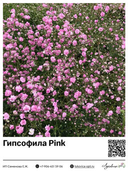 Гипсофила Качим Pink (Метельчатая)