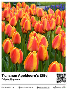 Тюльпан Apeldoorns Elite (Гибрид Дарвина)