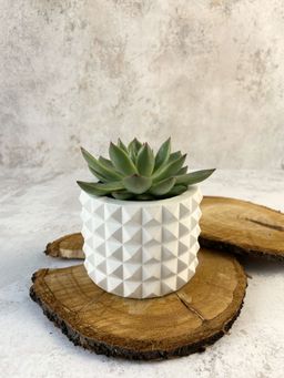 КАШПО КОЛЮЧКА MINI (8,5 х 6,5 см)