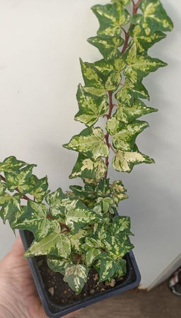 Плющ Колибри (редкий красавец!)