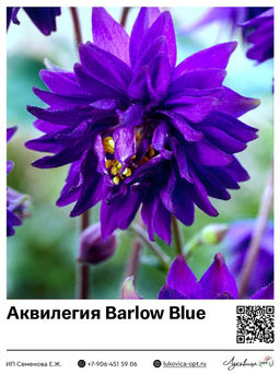 Аквилегия Barlow Blue