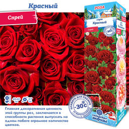 Роза Красный (Спрей) 1шт