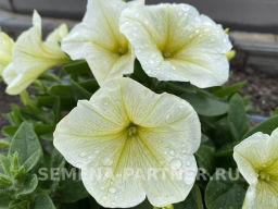 Петуния Лулу Лаймлайт каскадная лимонная - Партнер фото 5