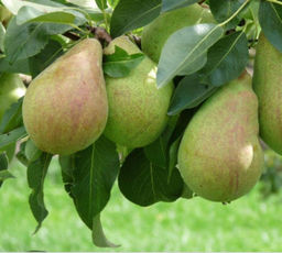 Груша Чудесница (саженец с этикеткой) 1шт
