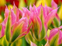 Тюльпан Virichic (Виричик)