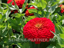 Цинния георгиновидная Сочные тропики Сангрия - Партнер фото 3