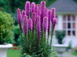 Лиатрис колосковидный (Spicata) 10шт - Долина роз фото 4