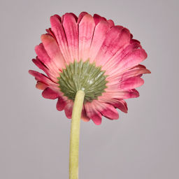 ЦВЕТОК ИСКУССТВЕННЫЙ ГЕРБЕРА ВЫСОТА=61СМ. - Lefard фото 3