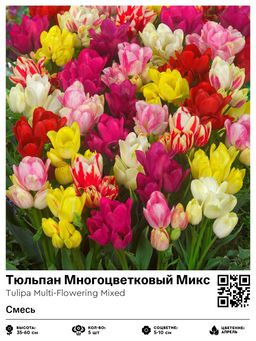 Тюльпан Multi-Flowering Mixed (Многоцветковый) - Голландские луковицы фото 2
