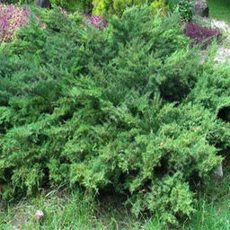 Можжевельник средний Метхот С1,5