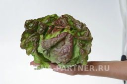 Салат кочанный Розмари - Партнер фото 6