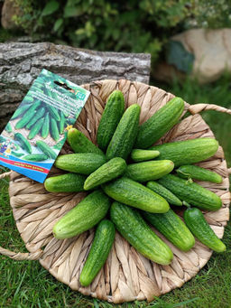 Огурец МАЛЫШКА Кустовой! Высокая отдача раннего урожая! Длительный период плодоношения! Для всех видов консервирования! - Уральский дачник фото 2