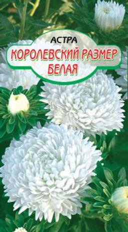 Королевский размер Белая астра 100см 0,2гр.(ссс)