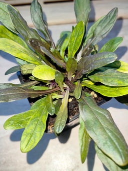 Живучка ползучая Чоклейт Чипс