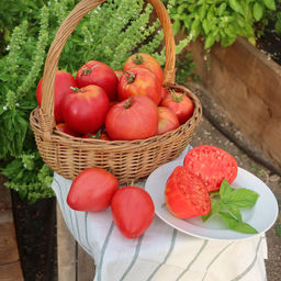 Томат ВЕЛЬМОЖА Вне всякой конкуренции - богатырь в малиновом кафтане! Мякоть как по волшебству сочетает лучшие качества - сказочно вкусная! - Уральский дачник фото 5