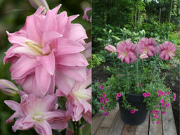 Лилия Лотус Бриз