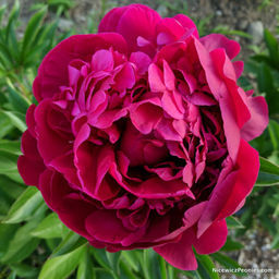 ПИОН Зе Фаун Разбор 2/3 n Кол-во упак., шт 1