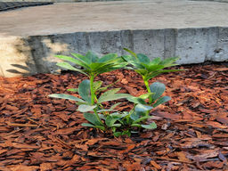 Рододендрон Каннингемс Уайт