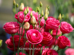 Эустома срезочная махровая красная Принцесса Луиза - Партнер фото 4