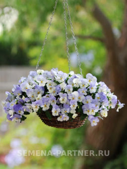 Виола ампельная Кул Вэйв Фрост - Партнер фото 4