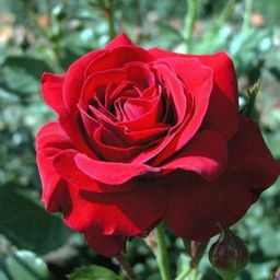 R349 НИНА ВЕЙБУЛ