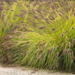 Пеннисетум Хамельн Голд С1,5