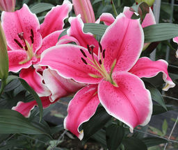 ЛИЛИЯ Эль Капитан Разбор 12/14 Кол-во упак., шт 5