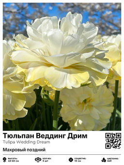 Тюльпан Веддинг Дрим (Махровый поздний)