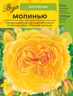 Роза Молинью (Английская) С ЦВ.НАКЛЕЙКОЙ 1шт