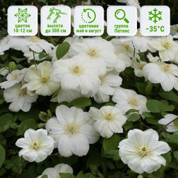 Клематис Мэри Клэр