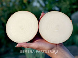 Лук репчатый Валеро - Партнер фото 5