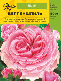 Роза Велленшпиль (Шраб) С ЦВ.НАКЛЕЙКОЙ 1шт