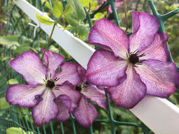 Клематис Super Nova (Супер Нова) - Долина роз фото 4