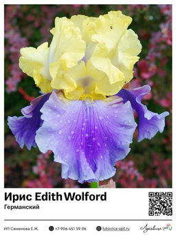 Ирис Edith Wolford (Германский)