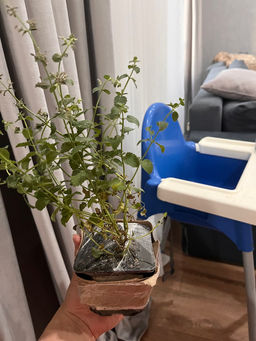 Котовник Фассена Кит Кэт