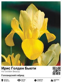 Ирис Golden Beauty (Голландский гибрид) - Голландские луковицы фото 2