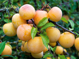 Слива Золотистая крупная