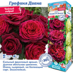 Роза Графиня Диана (Чайно-гибридная) 1шт