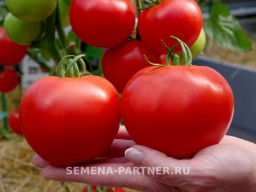 Томат Колорит - Партнер фото 4