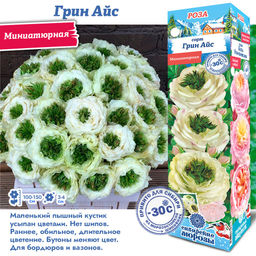 Роза Грин Айс (Миниатюрная) 1шт