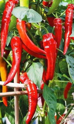 Перец острый АРМЯНСКИЙ  Насыщенный перечный аромат! Великолепный острый вкус! Идеален для сушки и маринования! - Уральский дачник фото 2