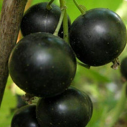 Смородина Селеченская-2 черная (коробка) 1шт