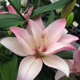 ЛИЛИЯ Бентли Разбор 12/14 Кол-во упак., шт 5