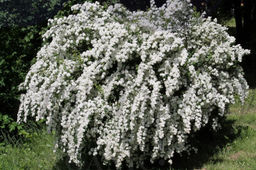 Спирея серая Грефшейм С3